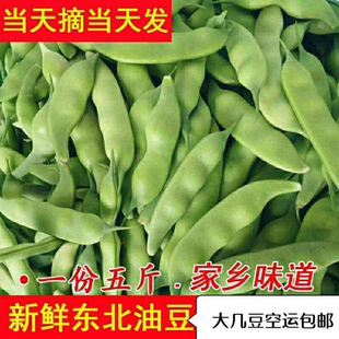 东北油豆角新鲜现摘农家自种蔬菜扁长芸豆大荚菜豆九月青