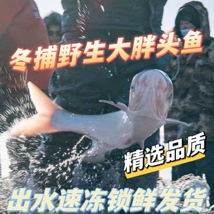 冬捕胖头鱼5-10斤礼盒装鳙鱼花鲢鱼大头鱼鱼吉林松原包邮