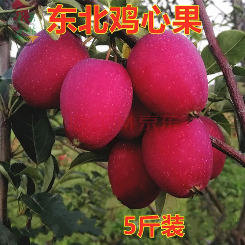 正宗鸡心果苹果维C当季新鲜低热特级薄皮现摘糖心整箱脆甜东北果