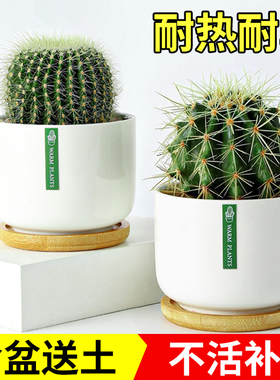 金冠金琥金虎仙人球仙人掌室内盆栽办公室内阳台多肉植物好养花卉