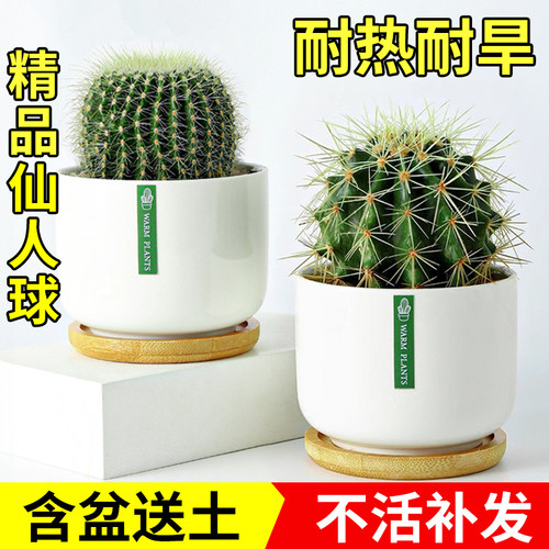 办公室非常容易防辐射吸甲醛多肉