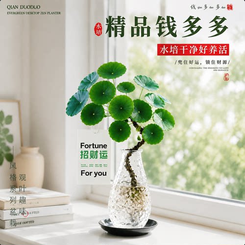 无土水培设计超省心寓意招财旺运