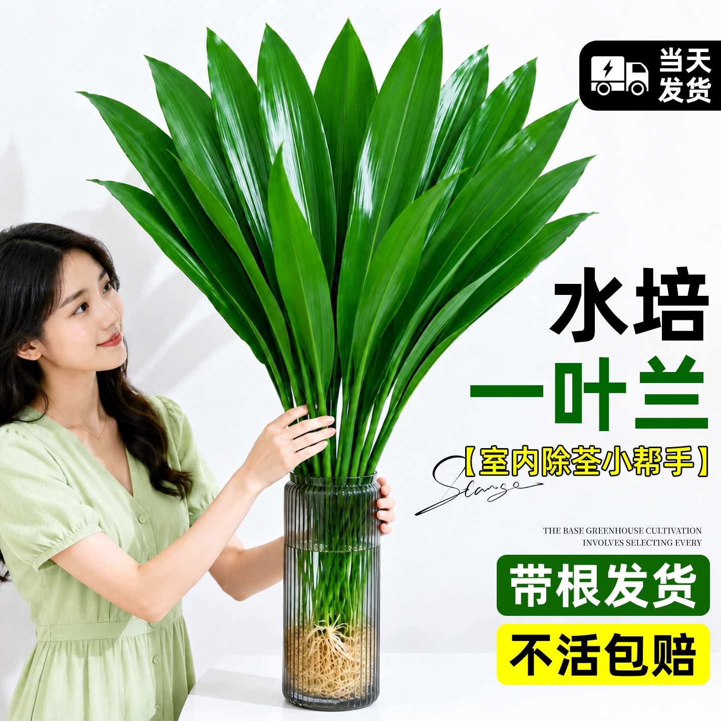 水培好养一叶兰，净化清新空气图片