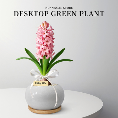 绝美的日出葡萄风信子花卉盆栽