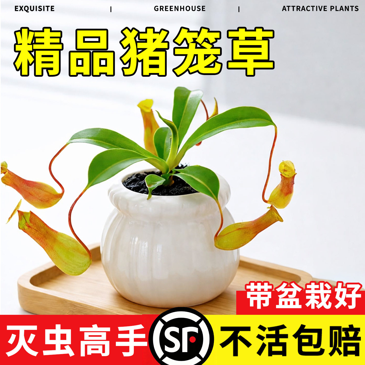 食虫草猪笼草盆栽超大扑蝇草捕虫草驱蚊室内办公室捕蝇草桌面好养