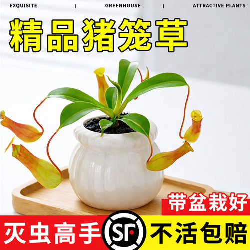 可爱猪笼草捕虫小盆栽