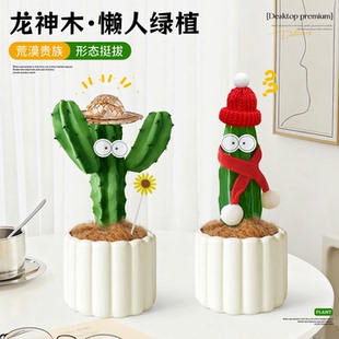 龙神木仙人柱植物多肉盆栽室内桌面绿植量天尺情绪稳定氛围感圣诞