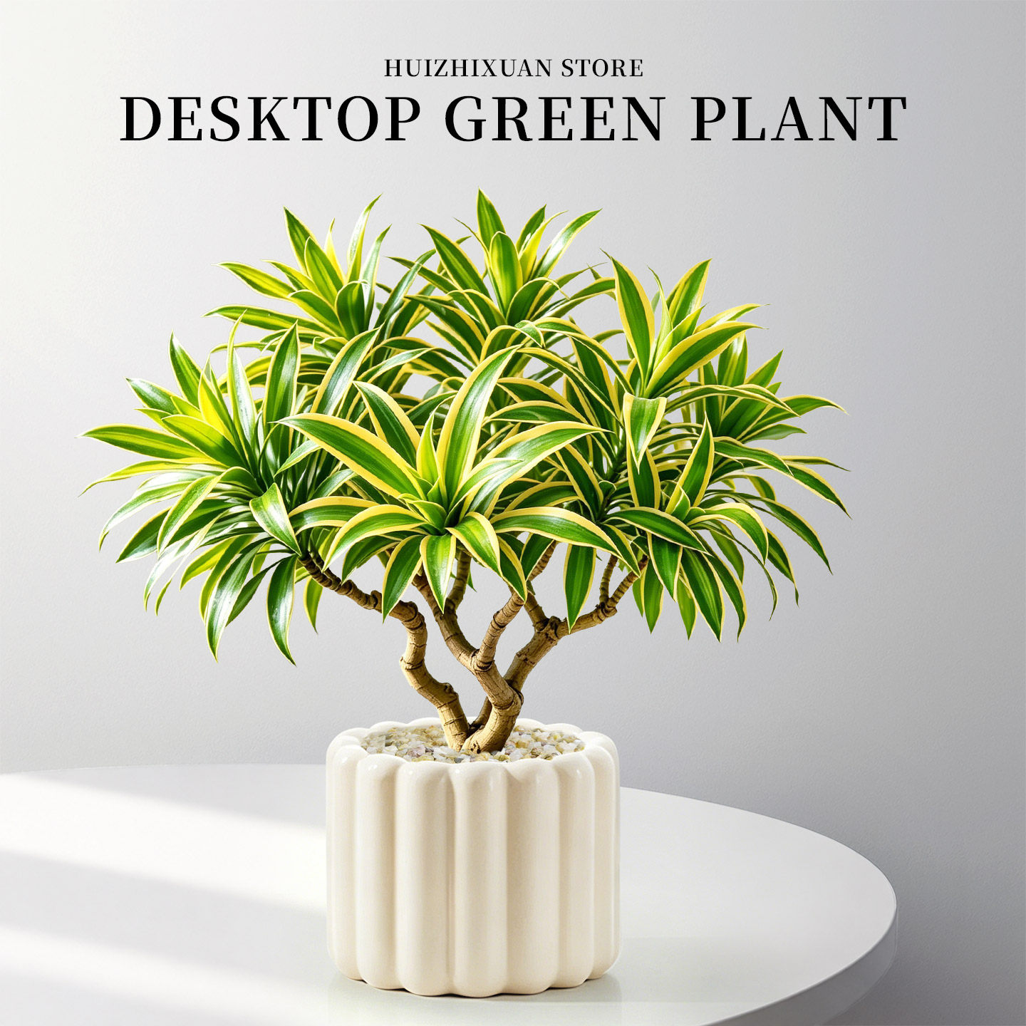 高级感满满精品百合竹植物盆栽图片