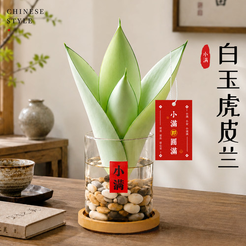水培白玉虎皮兰懒人好养绿植