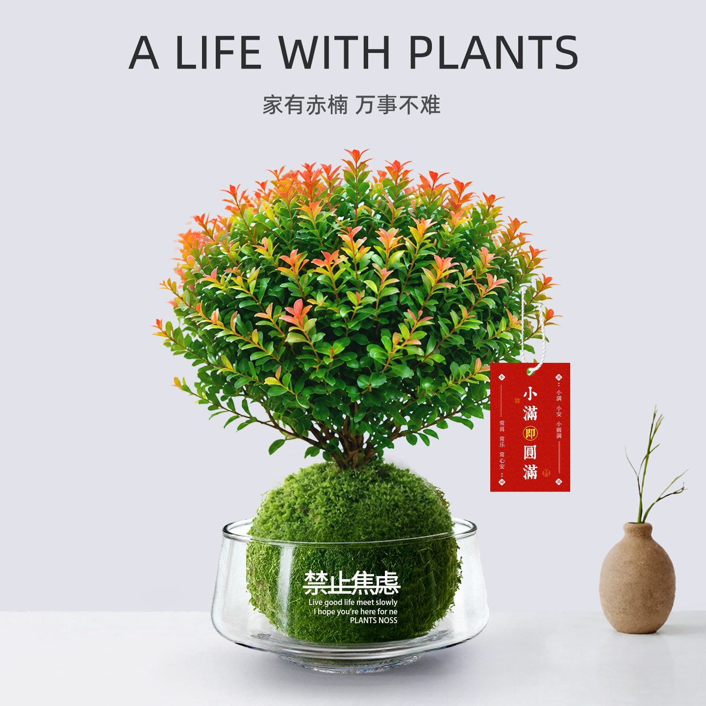 小叶赤楠绿植盆栽苔藓球水培植物盆景老桩办公室内四季懒人好养活