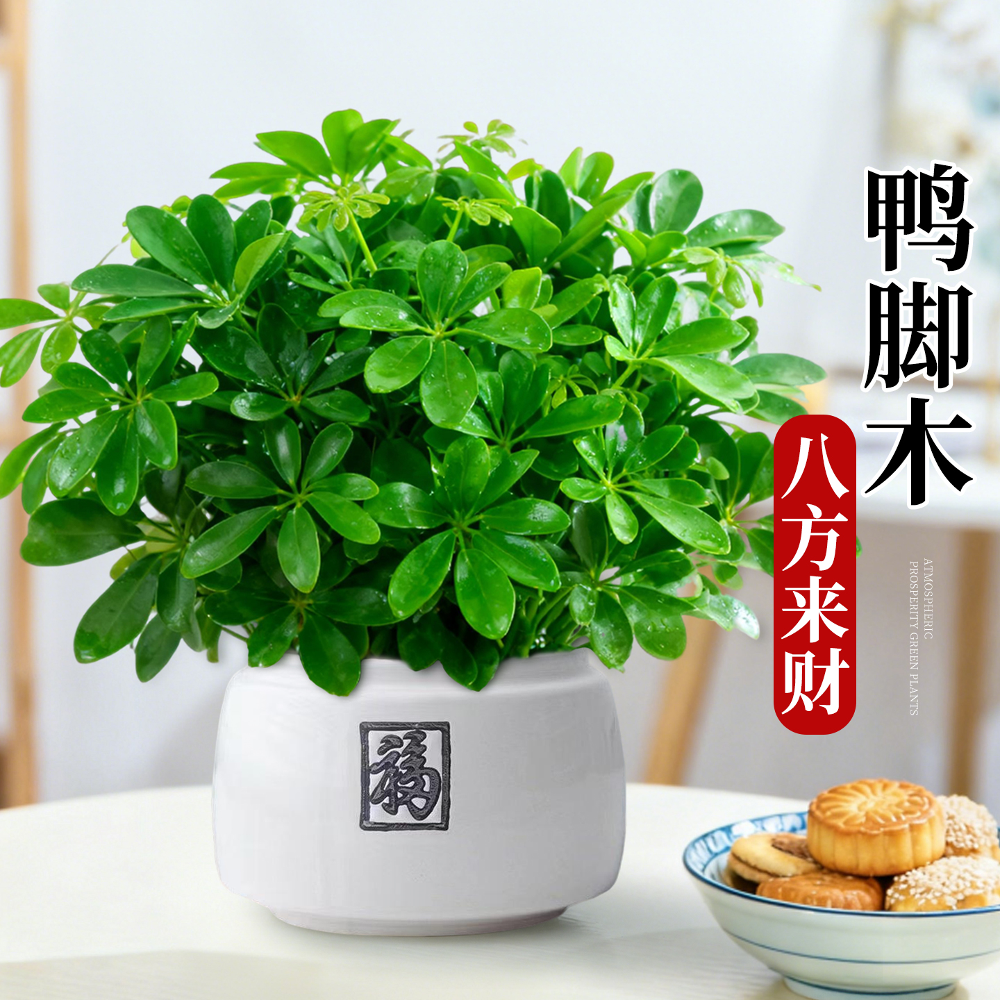 鸭脚木盆栽八方来财高级感客厅办公室桌面盆景摆件四季常青好养活