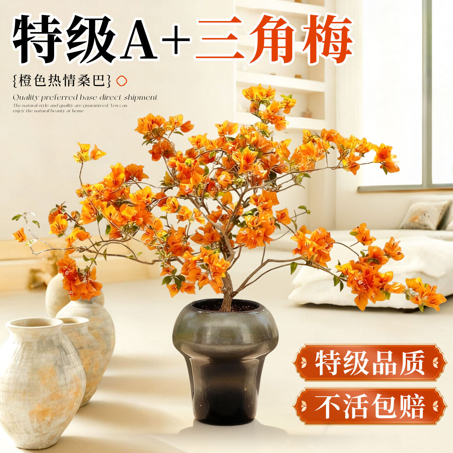 三角梅盆栽老桩特大号四季开花带花苞热情桑巴高端精品盆景好养活