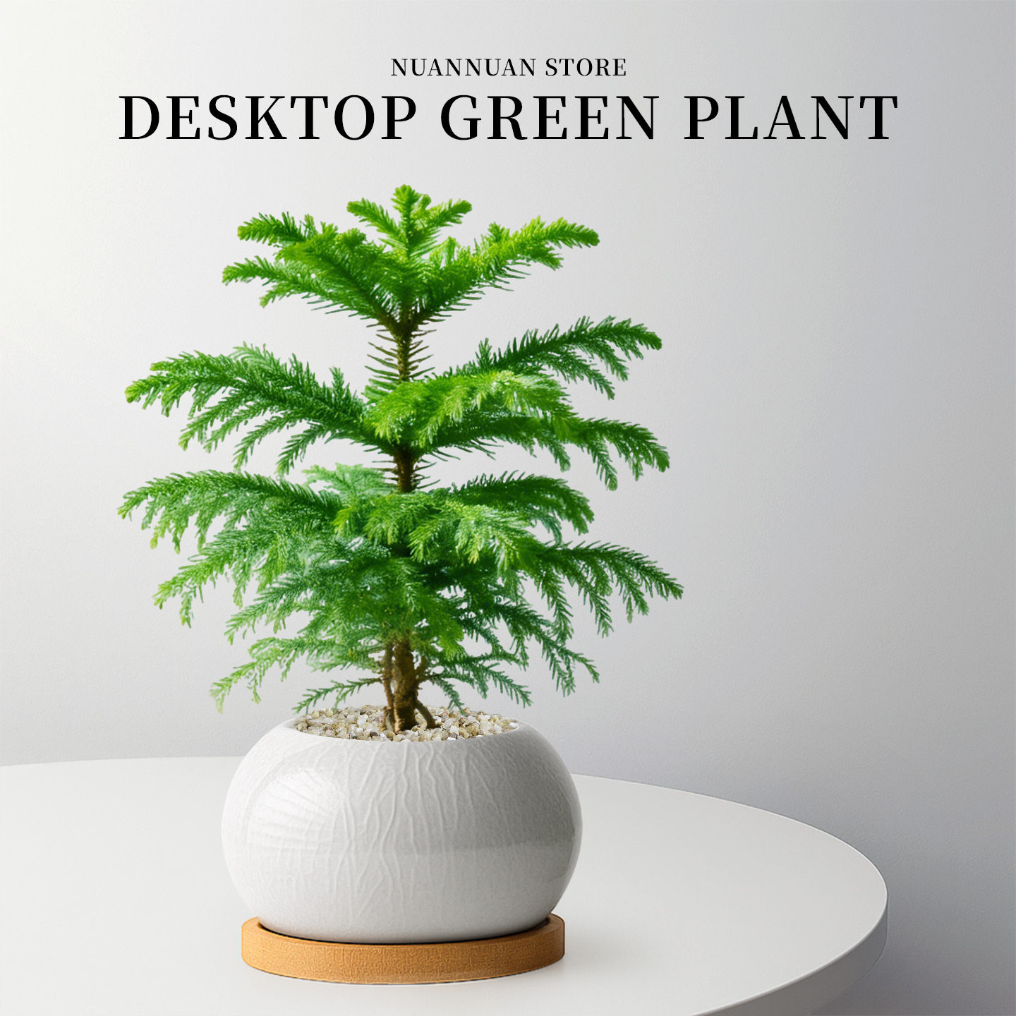 南洋杉盆栽树苗绿植小盆景办公室内客厅桌面四季常青高级好养植物,鲜花速递/花卉仿真/绿植园艺,绿植,淘宝优惠券,粉丝福利购,淘宝优惠卷