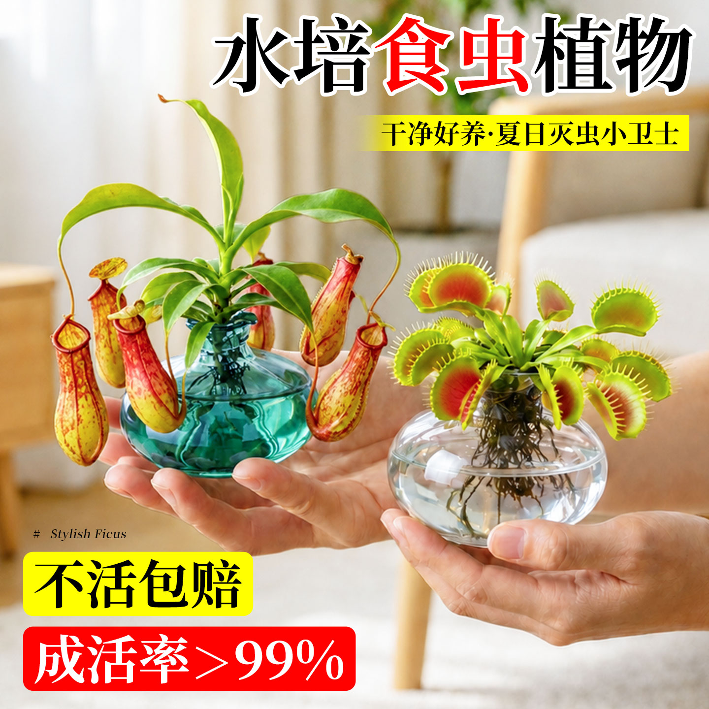 水培食虫植物小盆景捕蝇草猪笼草办公室内窗台桌面摆件四季好养活