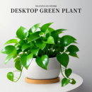 绿萝盆栽室内大盆除醛新房净化空气绿植办公室桌面植物花卉好养活