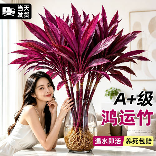 水培鸿运紫竹，室内客厅好养绿植