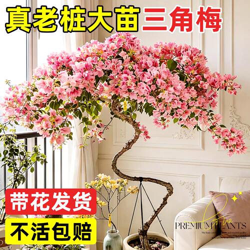 绝美三角梅花卉植物盆栽老桩好养
