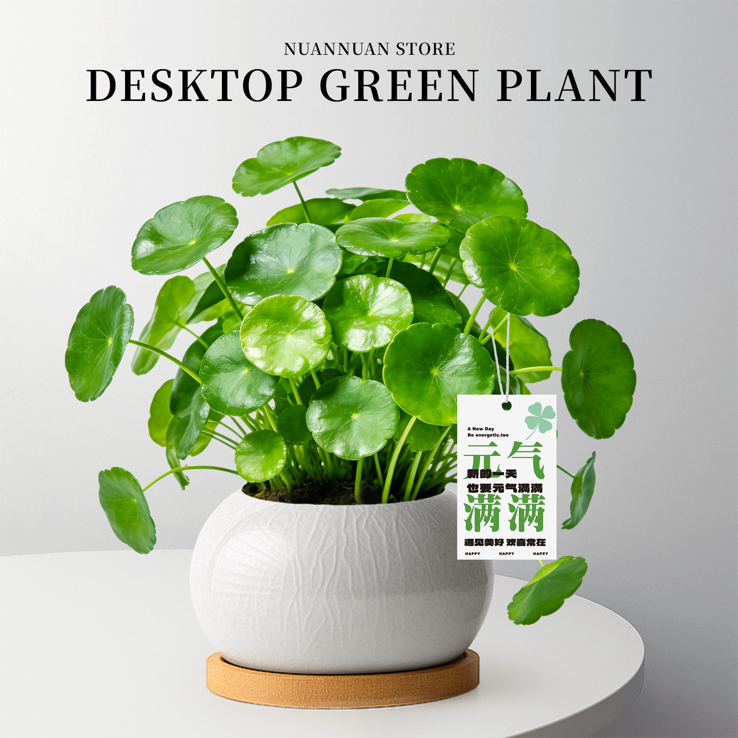 精品高级感铜钱草小盆栽好养易活