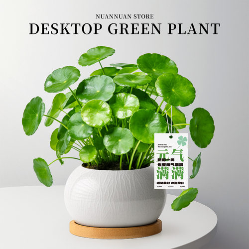 精品高级感铜钱草小盆栽好养易活