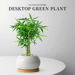 佛肚竹老桩盆景罗汉竹盆栽办公室客厅桌面竹子绿植高级好养活植物