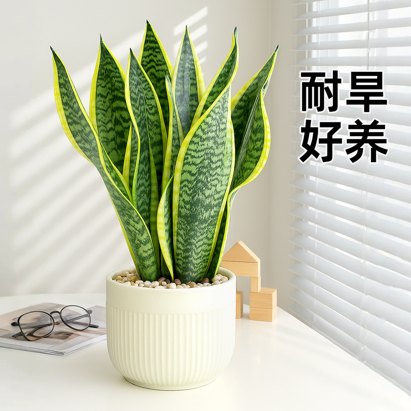 虎皮兰耐旱清新自然大颗新手好养