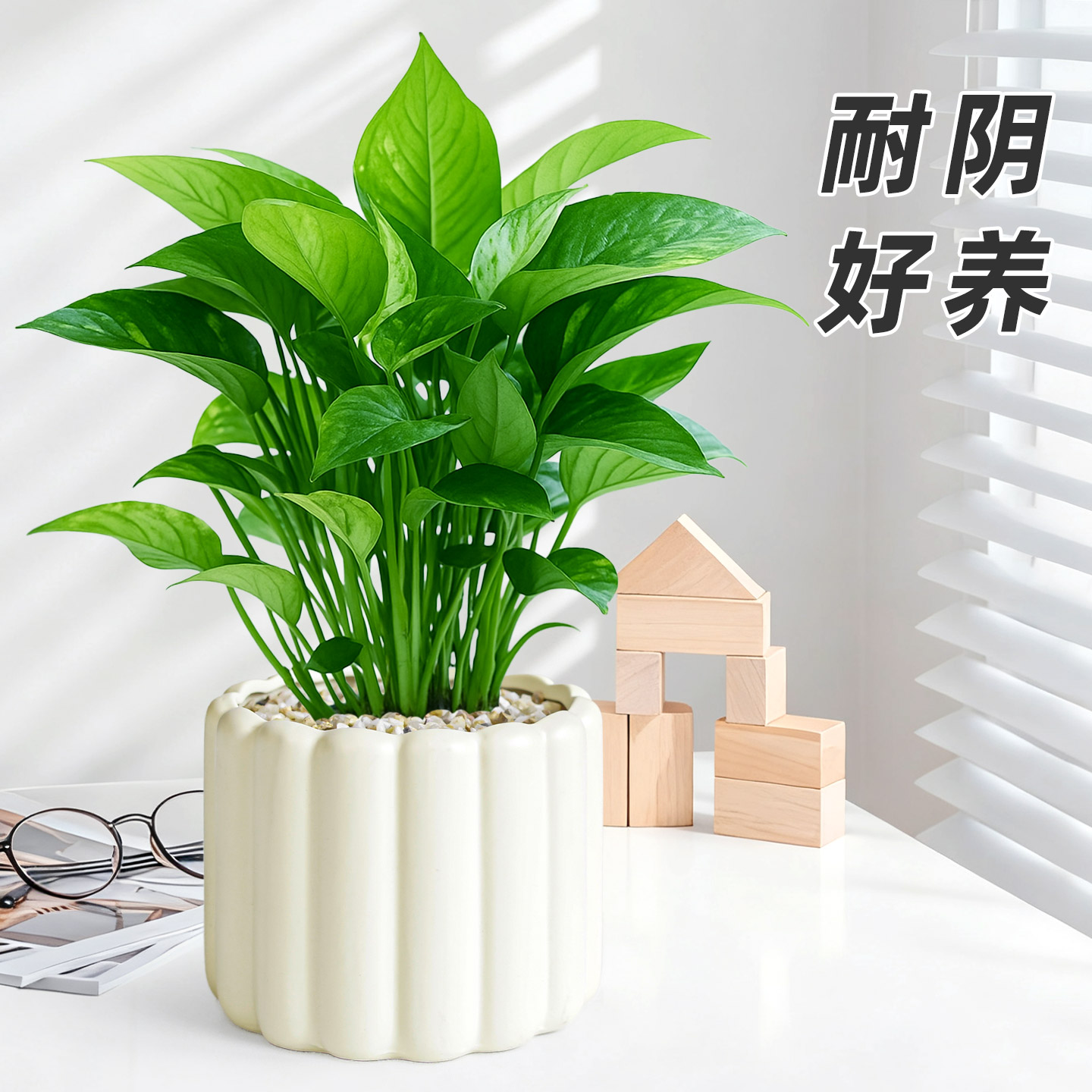 绿萝有氧更有颜舒缓心灵