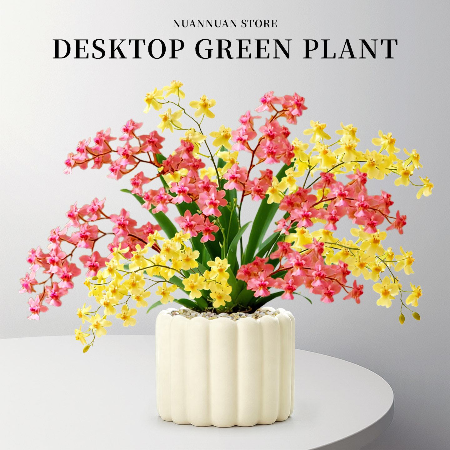 浓香型文心兰！彩色多花箭超好养