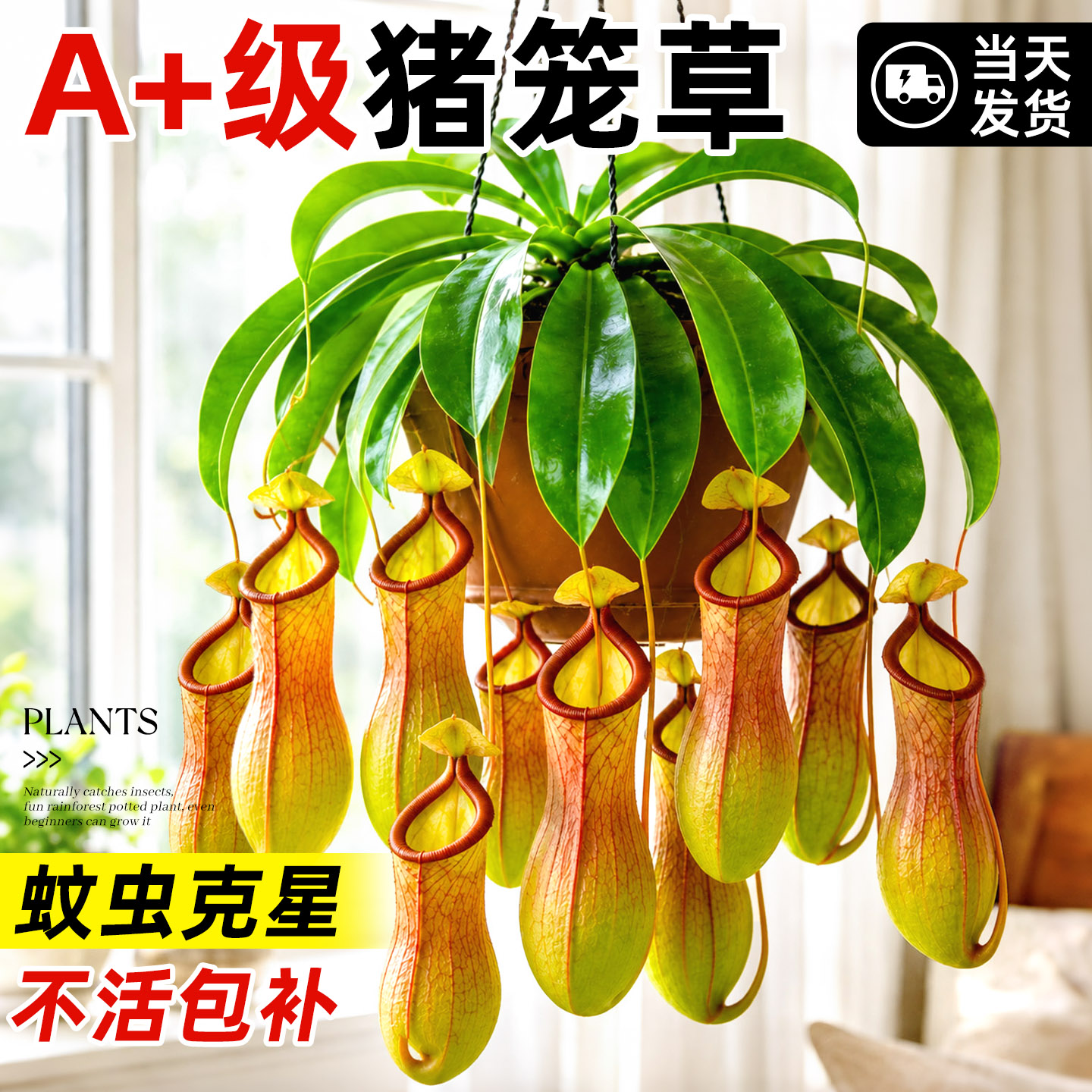 猪笼草盆栽超大食虫植物室内阳台捕蝇草绿植吊盆四季趣味观赏花草