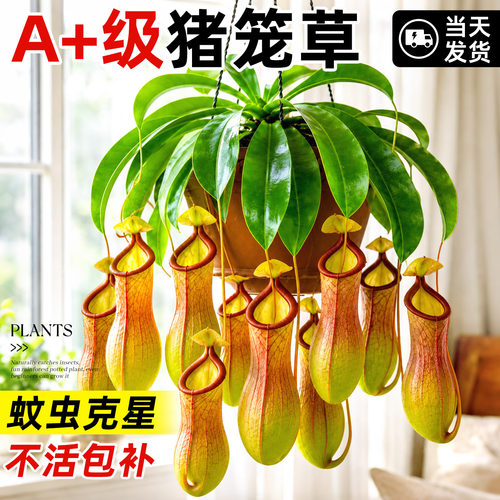 猪笼草盆栽桌面趣味除虫好养