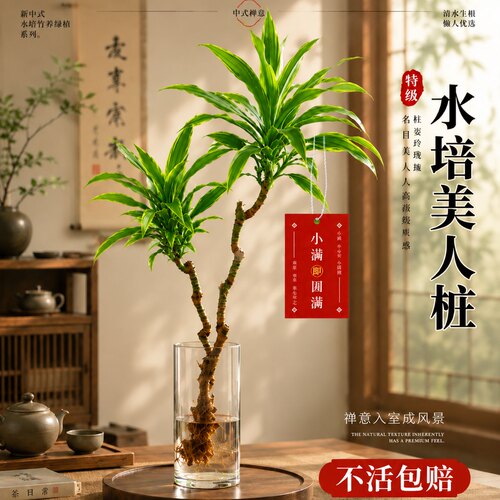 金边铁树美人桩室内四季好养盆栽