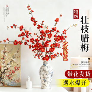 老桩腊梅鲜花干枝正宗水培植物花卉冬天梅花枝条真年宵花庭院好养