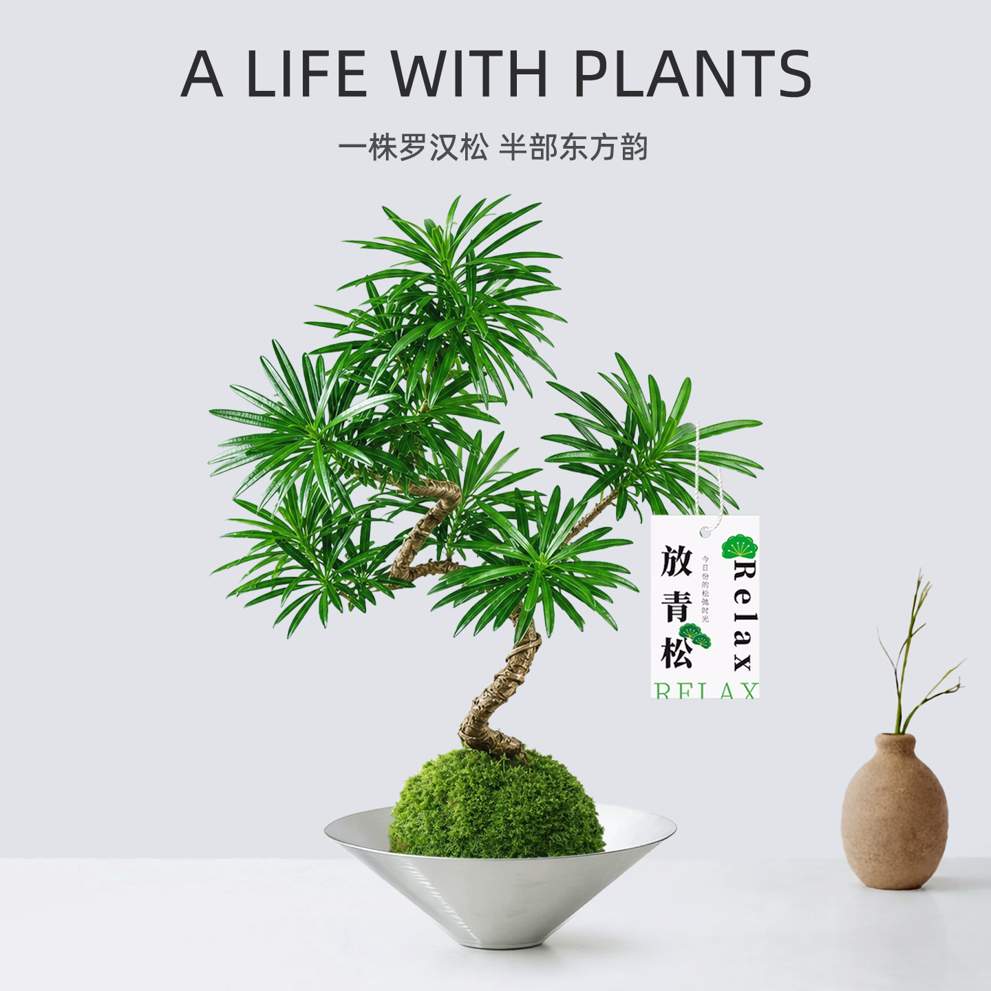 罗汉松盆景造型植物水培苔藓球绿植盆栽办公室内阳台桌面四季好养