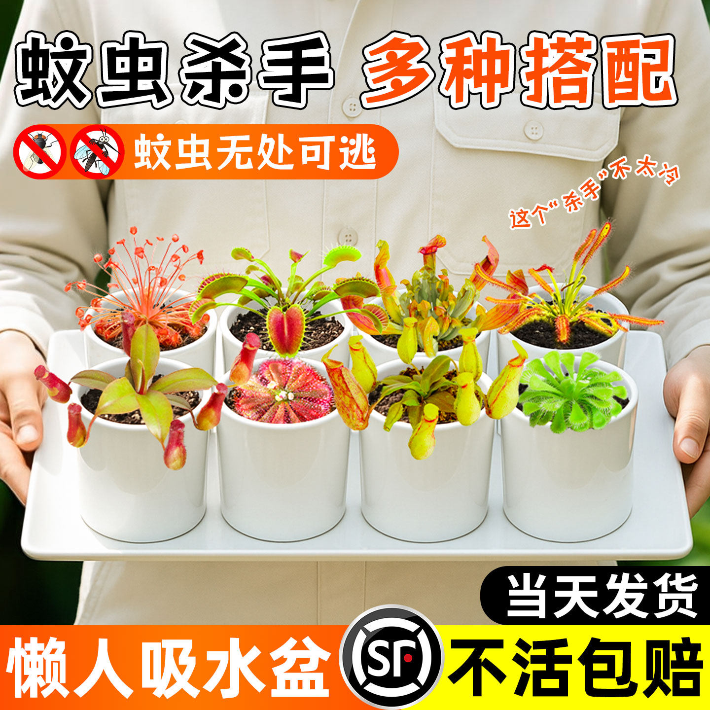 捕蝇草盆栽食虫植物猪笼草绿植花卉驱蚊盆景瓶子草四大名捕好养活