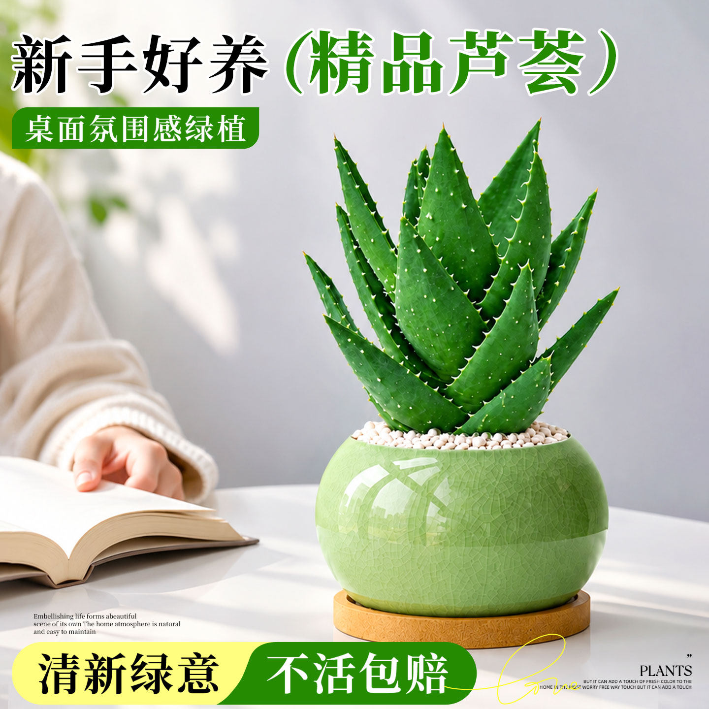 芦荟盆栽室内外绿植物多肉天然凝胶清洁去角质带盆美容新鲜好养活