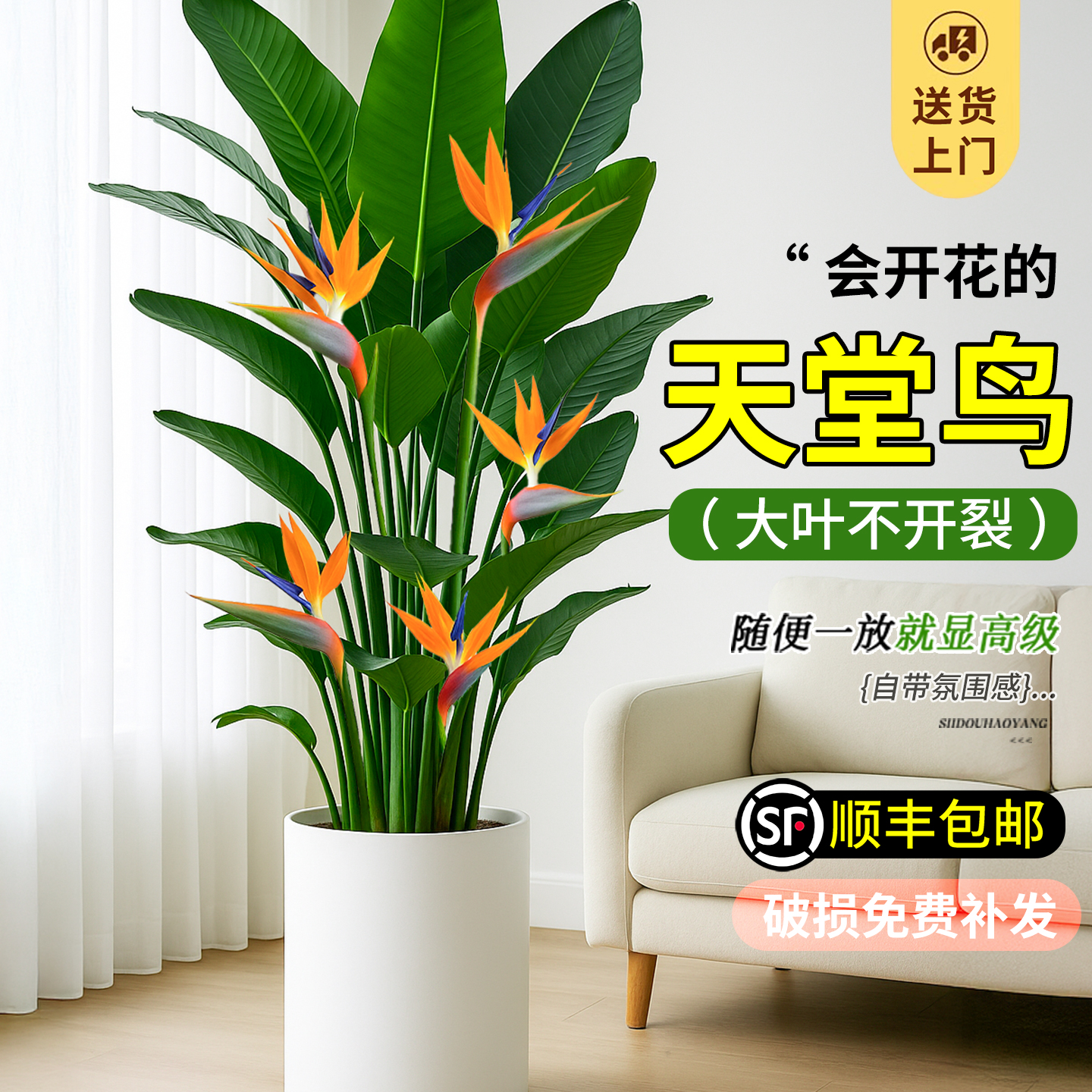 天堂鸟大型绿植客厅旺宅好