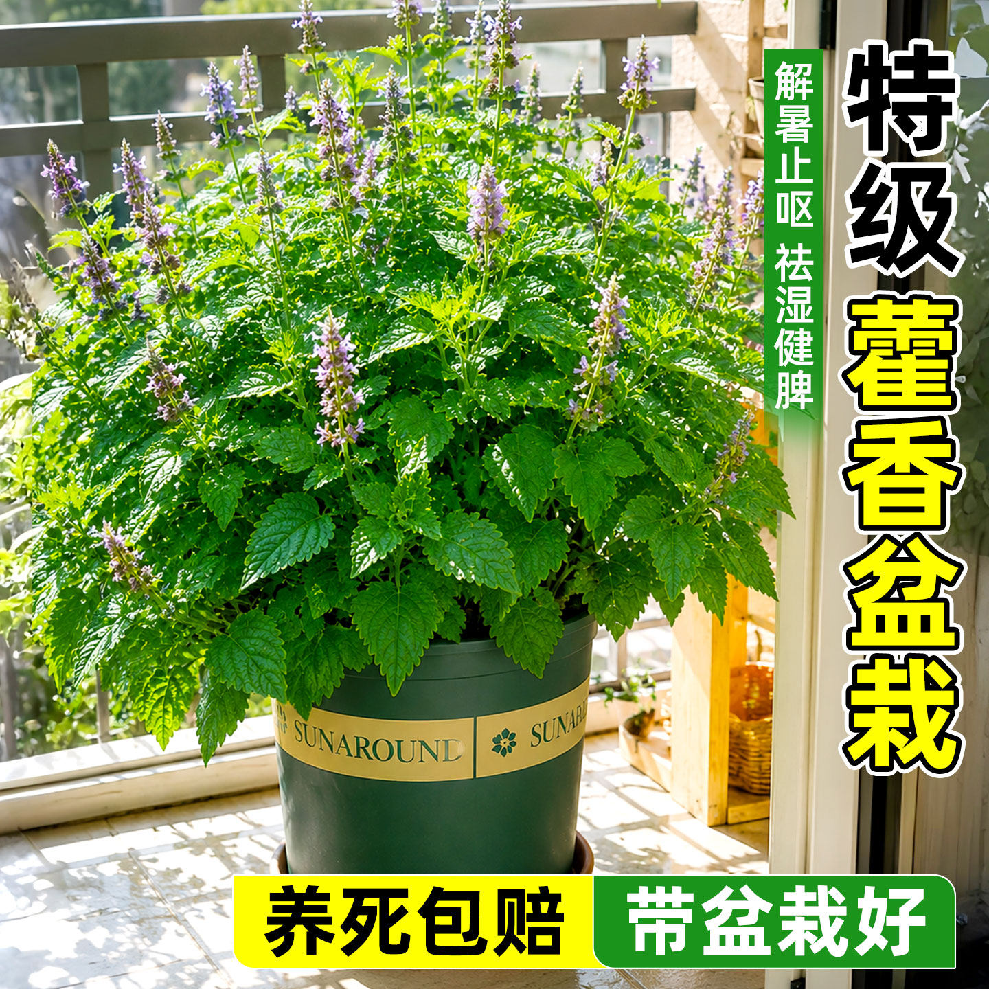 广藿香绿植盆栽新鲜大苗香草植物可食用中药材解暑室外阳台好养活
