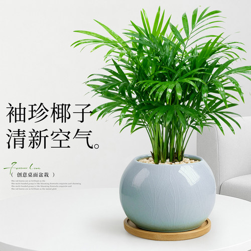 袖珍椰子治愈桌面小森林畅享新鲜