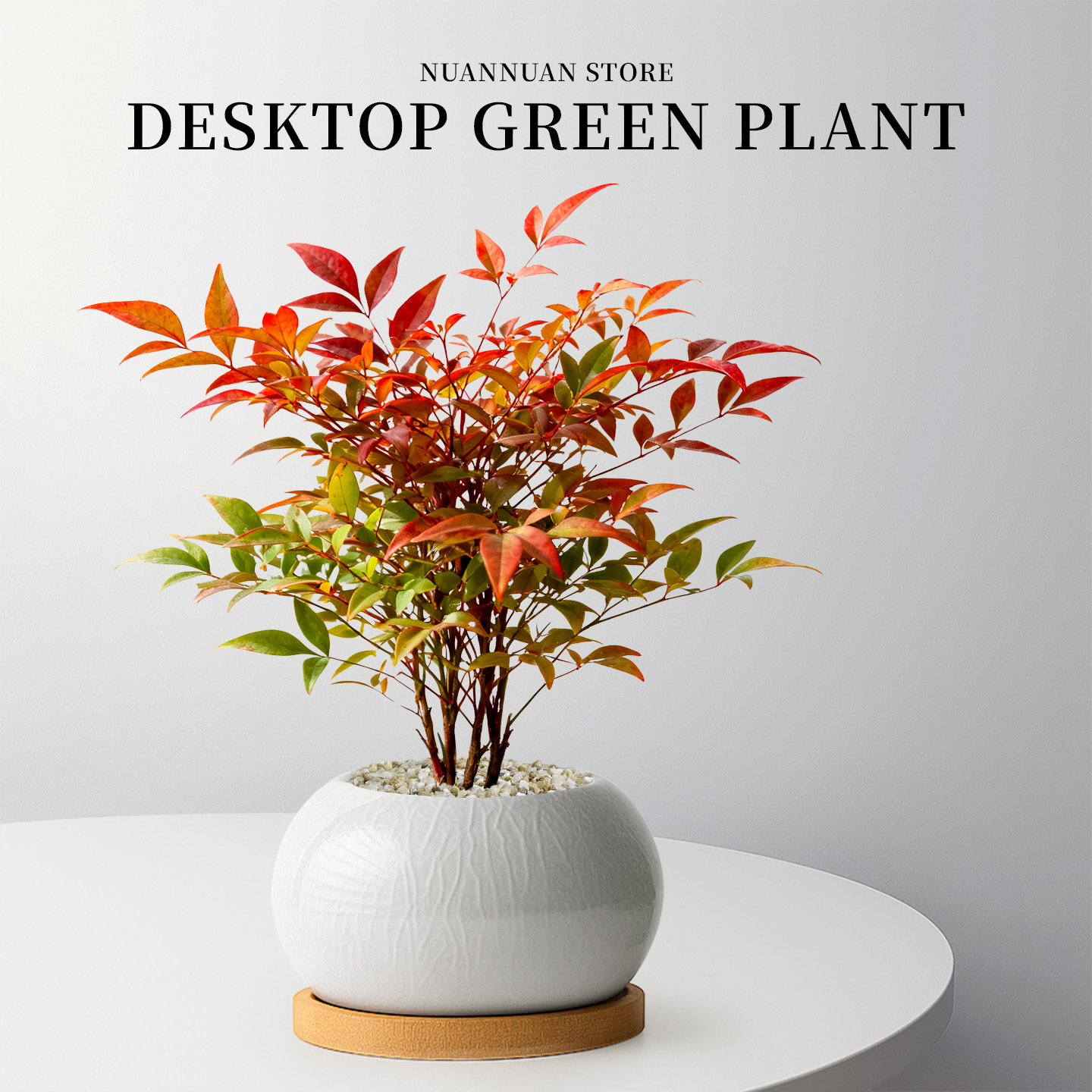 轻奢高级感植物|火焰南天竹盆栽