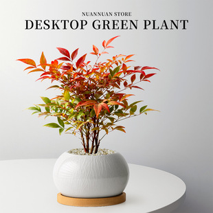 火焰南天竹盆栽绿植室内客厅桌面盆景树苗轻奢高级感植物花卉好养