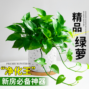 绿萝盆栽室内家用客厅办公室桌面绿植物桌面摆件懒人四季 净化空气