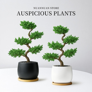 五层塔松迎客松花盆景栽绿植物办公室内桌面送礼物老师树苗好养活