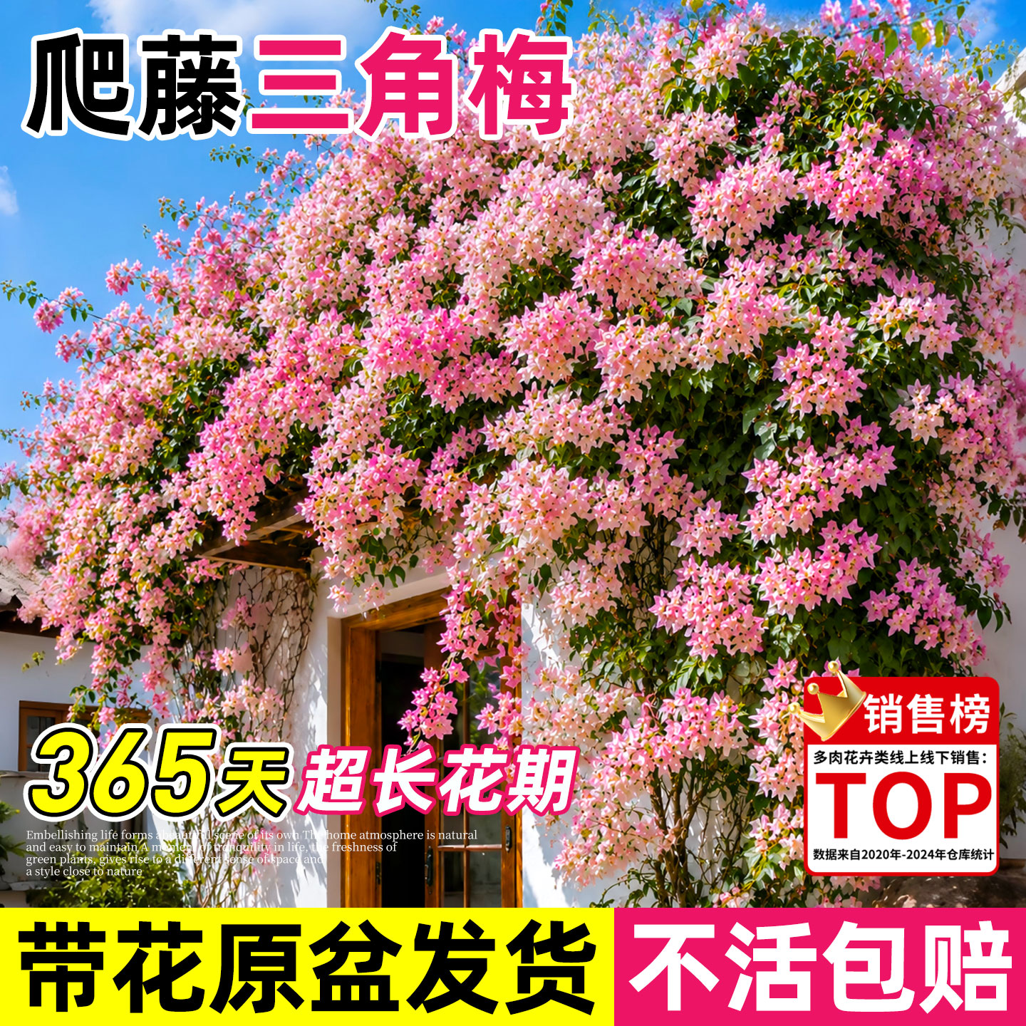 四季开花三角梅高端名贵精品老桩爬藤植物树苗绿樱带花苞爆花懒人