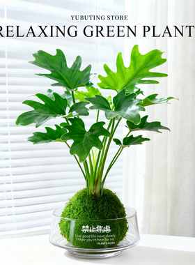 水培室内植物春羽竹柏盆栽高级感客厅绿植桌面盆景办公室工位摆件