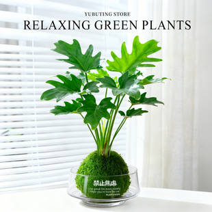 水培室内植物春羽竹柏盆栽高级感客厅绿植桌面盆景办公室工位摆件