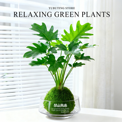 水培室内植物春羽竹柏盆栽高级感客厅绿植桌面盆景办公室工位摆件
