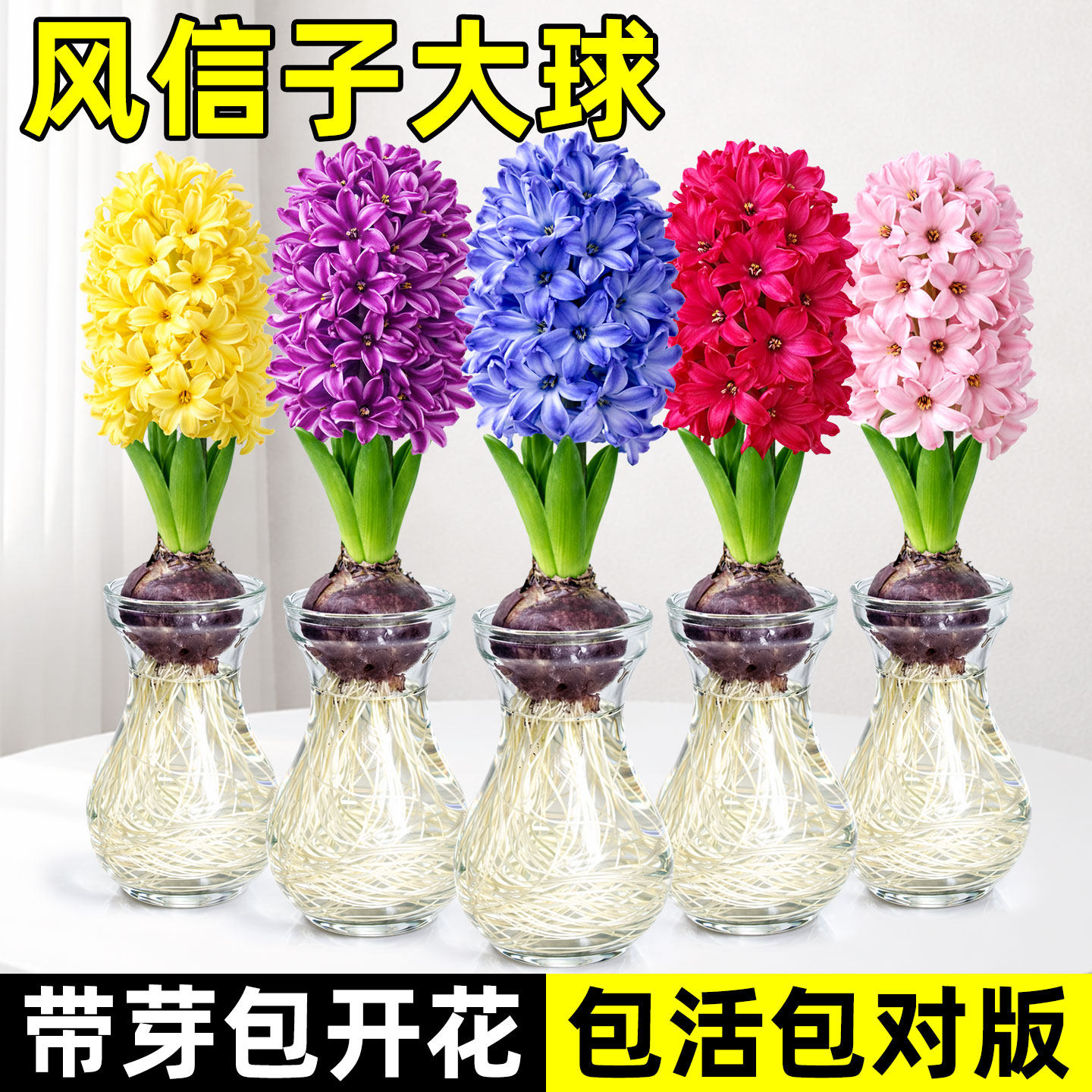 进口风信子种球水养土培办公室水培带芽耐寒易活室内花卉盆栽植物