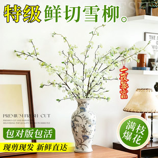 雪柳鲜枝干枝水养花瓶树苗水培枯木逢春室内植物花卉高级感年宵花