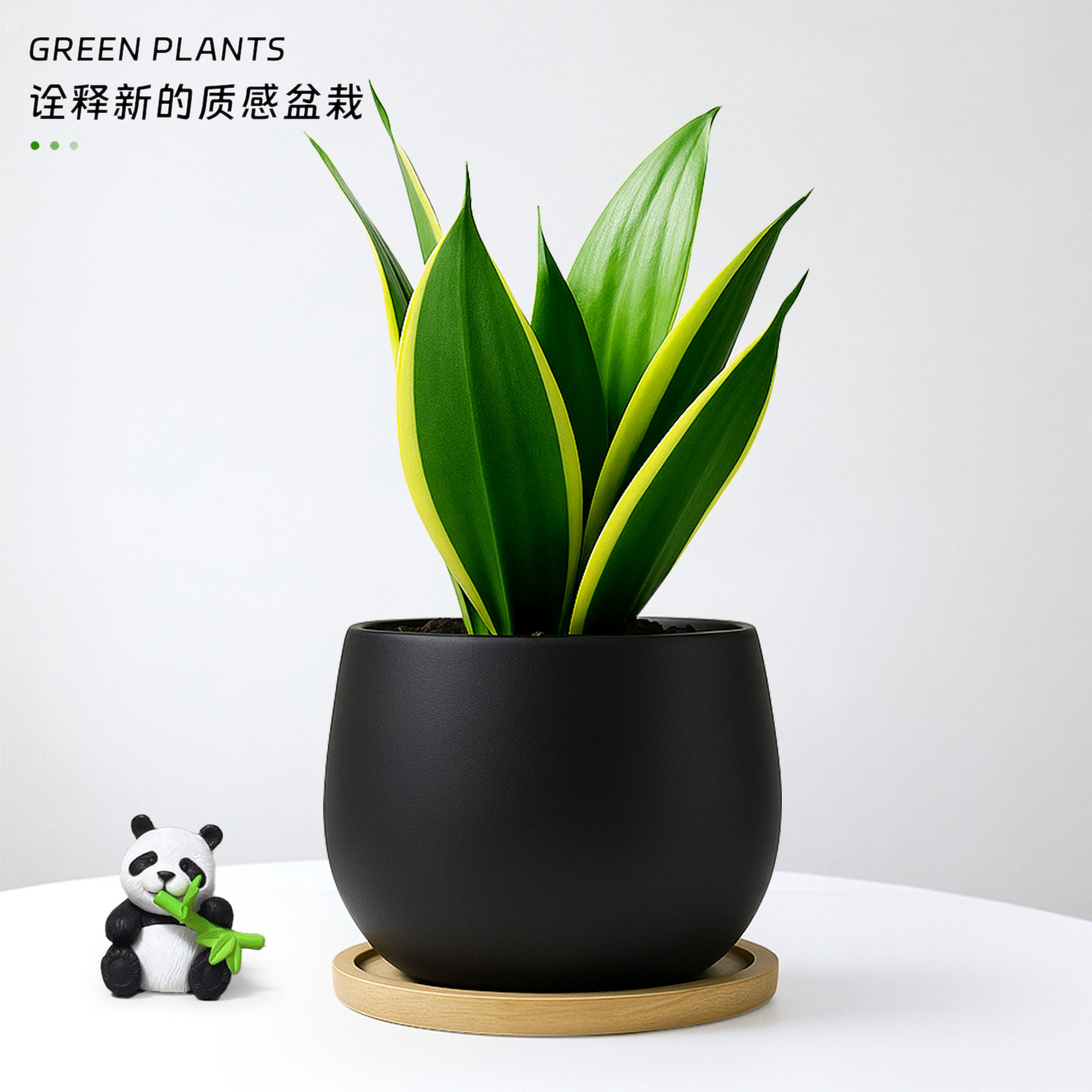 虎皮兰盆栽富贵虎尾兰荷花兰办公室桌面稀有绿植招财客厅室内植物