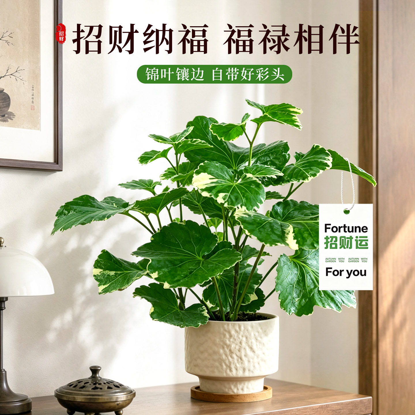 花叶钱多多福禄桐桌面招财绿植图片