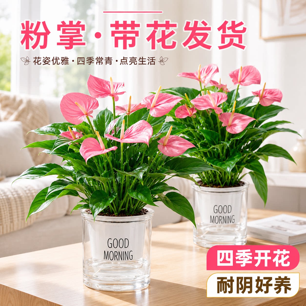 带花粉掌盆栽红掌白掌一帆风顺水培植物办公室内四季绿植精品懒人